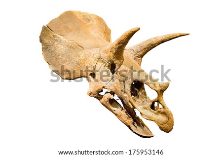 Dinosaur skeleton. Triceratops Fossil skull over white isolated background Royalty-Free Stock Photo #175953146