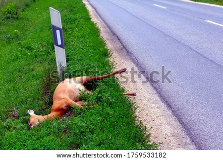 roadkill of struck dead deer on the road shoulder and partly in the green grassy ditch. white plastic bollard with reflective strip. road safety concept. Wildlife vehicle collision. asphalt highway. Royalty-Free Stock Photo #1759533182