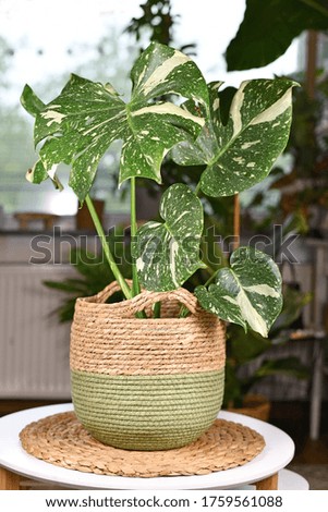 Rare variegated tropical 'Monstera Deliciosa Thai Constellation' house plant with beautiful white sprinkled leaves in basket flower pot on table Royalty-Free Stock Photo #1759561088