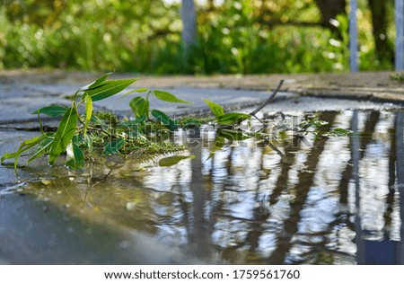 Tree bench with leaves on the ground after heavy rain