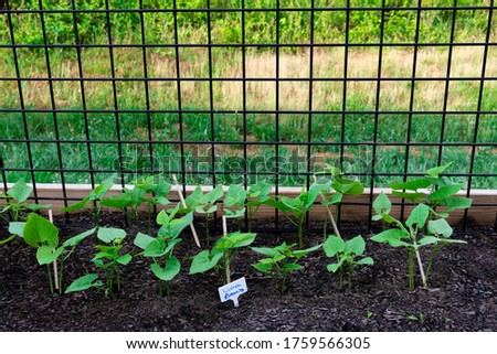 Horizontal shot of a row of lima beans growing in a patio garden.
