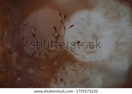 abstract bokeh plant with 
orange-pink background