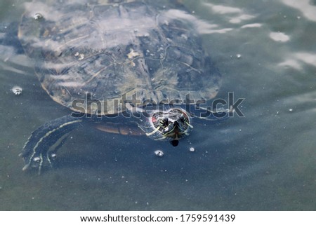 Red-eared Slider turtle in the water 