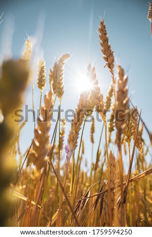 
shot of wheat field in summer