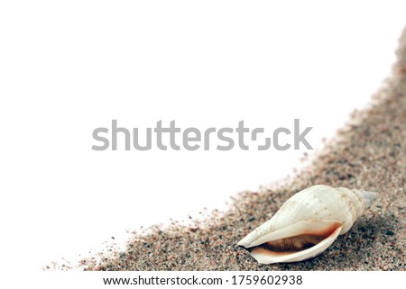 sea shells in the sand on a white background, isolated.