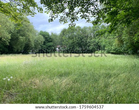 Meadow, with long grasses, surrounded by old trees in, Baildon, Bradford, UK
