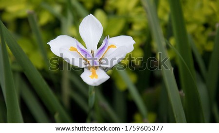 background of a small white flower with a purple center on a background of green bushes and leaves. Summer mood. Romance. Calm. Foto 16x9