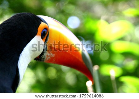 Colorful toucans in the Iguaçu National Park, in Brazil.