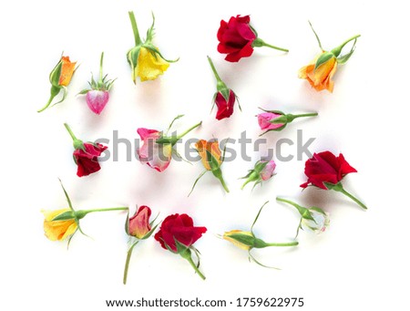 Creative layout made with pink, red and yellow roses flowers on white background. Summer minimal concept with light and with hard shadows.