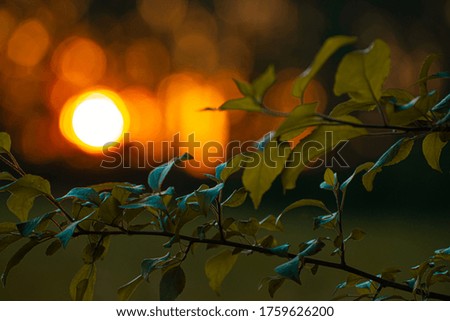 the setting sun shines through the leaves of the trees