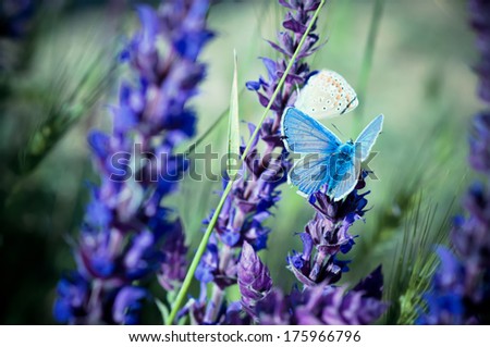 Blue butterfly sitting on meadow violet  flower, retro vintage hipster image