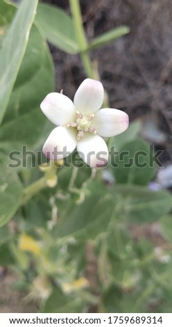 A Beautiful White Desert Flower Blossom 