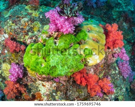 Flowery Red Pink Soft Corals Dendronephthya hemprichi with vivid Green Algae and Sea Feathers. Aquatic Marine Species at Sea Floor Tropical Reef Life Underwater Andaman Sea, Indo Pacific Ocean.