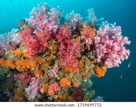 Dendronephthya Flowery Soft Corals Alcynonacea. Octocorals with Aqua Marine Reef Life lives around large sunken shipwreck - MS King Cruiser. Popular Dive Spot in Phuket, Thailand. Indo Pacific Ocean.
