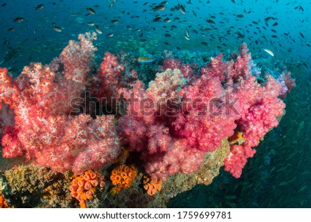 Dendronephthya Flowery Soft Corals Alcynonacea. Octocorals with Aqua Marine Reef Life lives around large sunken shipwreck - MS King Cruiser. Popular Dive Spot in Phuket, Thailand. Indo Pacific Ocean.