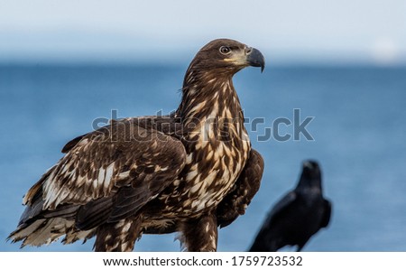 Juvenile White-tailed eagle and silhoette of raven. Blue background.