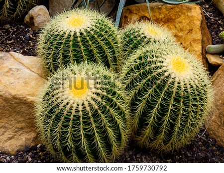 Closeup image of Golden barrel cactus (echinocactus grusonii) (Echinocactus) Royalty-Free Stock Photo #1759730792