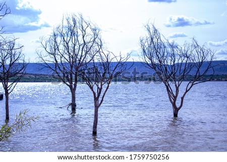 Picture of some dry trees on a lake, a little bit sad landscape