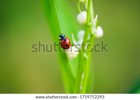 ladybug crawling on the grass