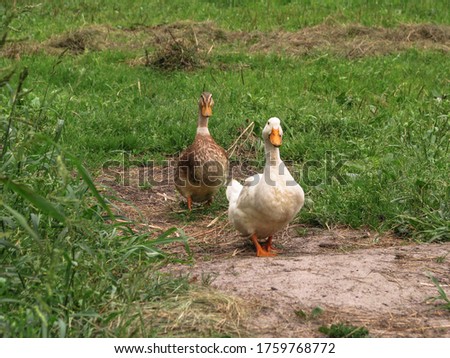 Domestic duck in a farm land. Park decoration bird in a public place. Stock photo for design