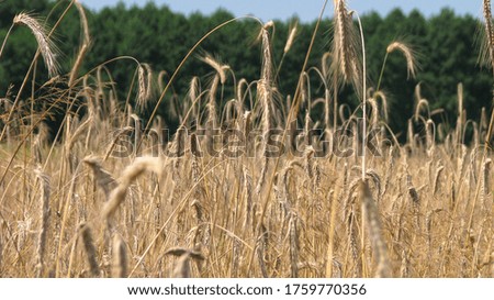 Ripened wheat on the field in the sun. Farm stock background for design.
