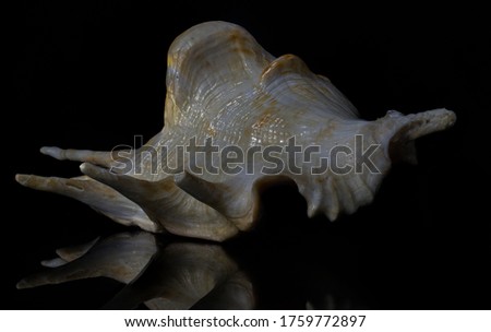 sea shell isolated on black background