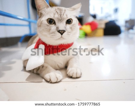 light brown Siamese cat with red scarf on blur background