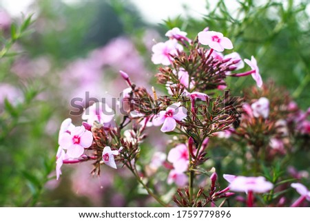 Wildflowers in the field on a sunny day. Summer meadow nature with colorful plants. Stock photo for design