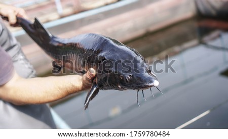 Beautiful big gray fish in the hands of a fisherman of a factory worker. Production and cultivation of sturgeons and beluga on the farm. Fishing theme