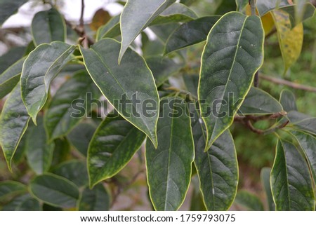 Flowering Small Tree Magnolia Doltsopa, leaves and bark