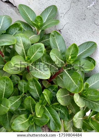 It is the picture of Pile of green leaves straight from my house small garden