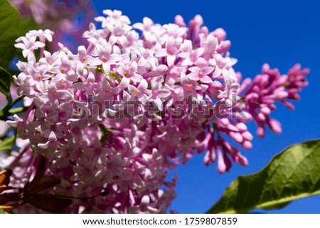 young lilac flowers on a background of blue sky on a bright summer sunny day