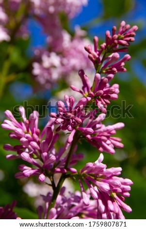 young lilac flowers on a background of blue sky on a bright summer sunny day