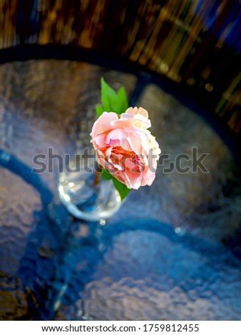 Pink rose in a vase on the Round table on the balcony in the apartment. close up and copy space