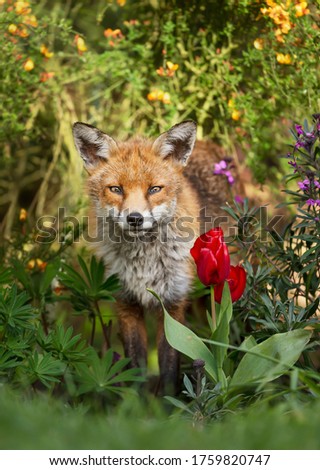 Close up of a red fox (Vulpes vulpes) surrounded by flowers in a garden, spring in UK.