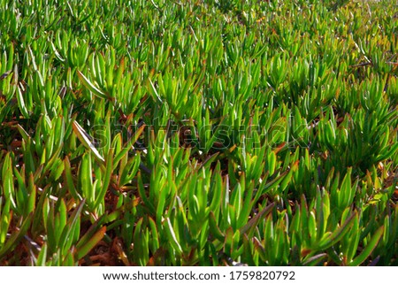 green succulent plants growing in the desert