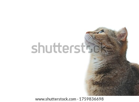 Tabby cat looks up stock photo