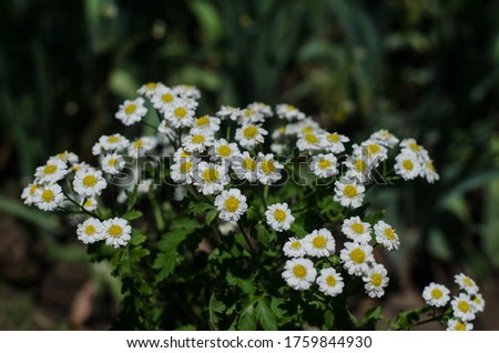 A bouquet of white daisies. Wildflowers.