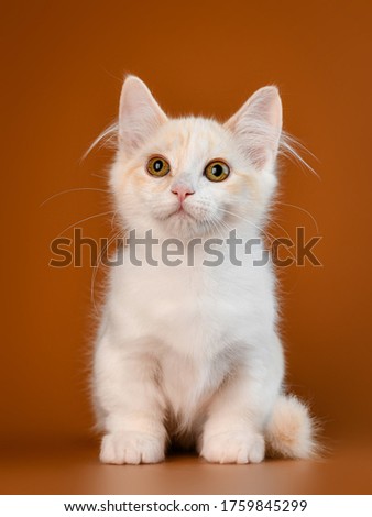 funny adorable cute munchkin kitten