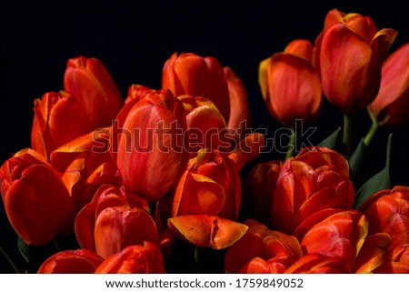 bouquet of red tulips on a dark background