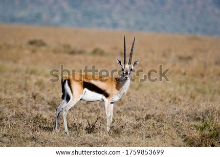 Thomson's Gazelle in the Maasai Mara, Kenya Royalty-Free Stock Photo #1759853699