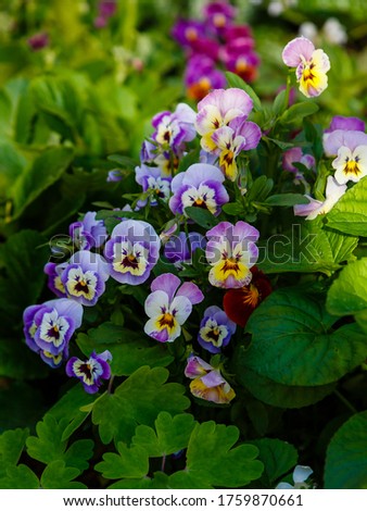 Viola is a genus of flowering plants in the violet family Violaceae. The garden pansy or viola tricolor in garden