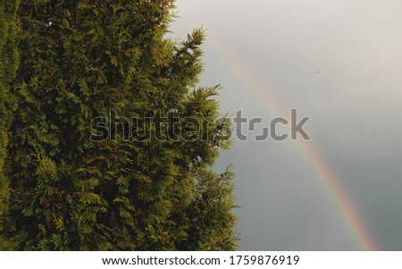View of the rainbow and garden thuja