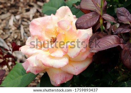 Pink Champagne Rose in Bloom