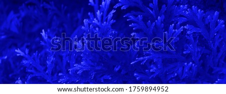 fern trees in cliffs and valleys with phantom blue color. can be used as background and wallpaper. the concept of web banners.