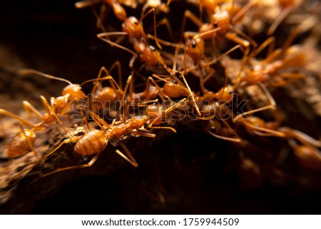 Red Ant and fighting in the midst of nature