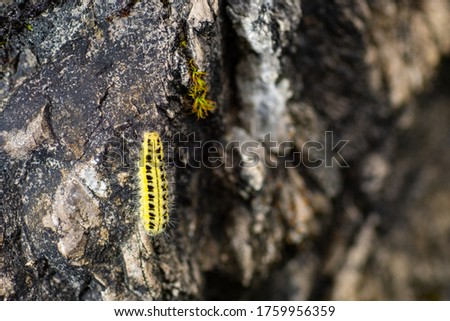 Caterpillar on a dark rock