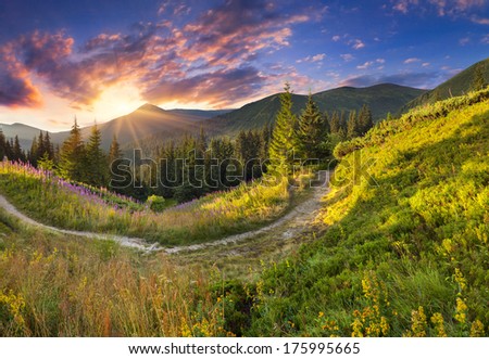 Beautiful summer landscape in the mountains with pink flowers. Sunrise