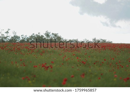 Red poppy flowers in a rapeseed field. Gray clouds in the sky. Soft focus blurred background. Europe Hungary