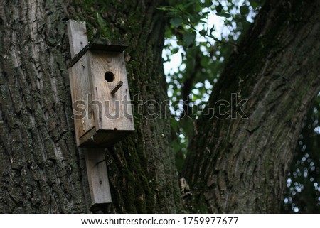 Birdhouse on a tree in the park. Feeding birds and helping to survive in an urban environment. Caring for nature